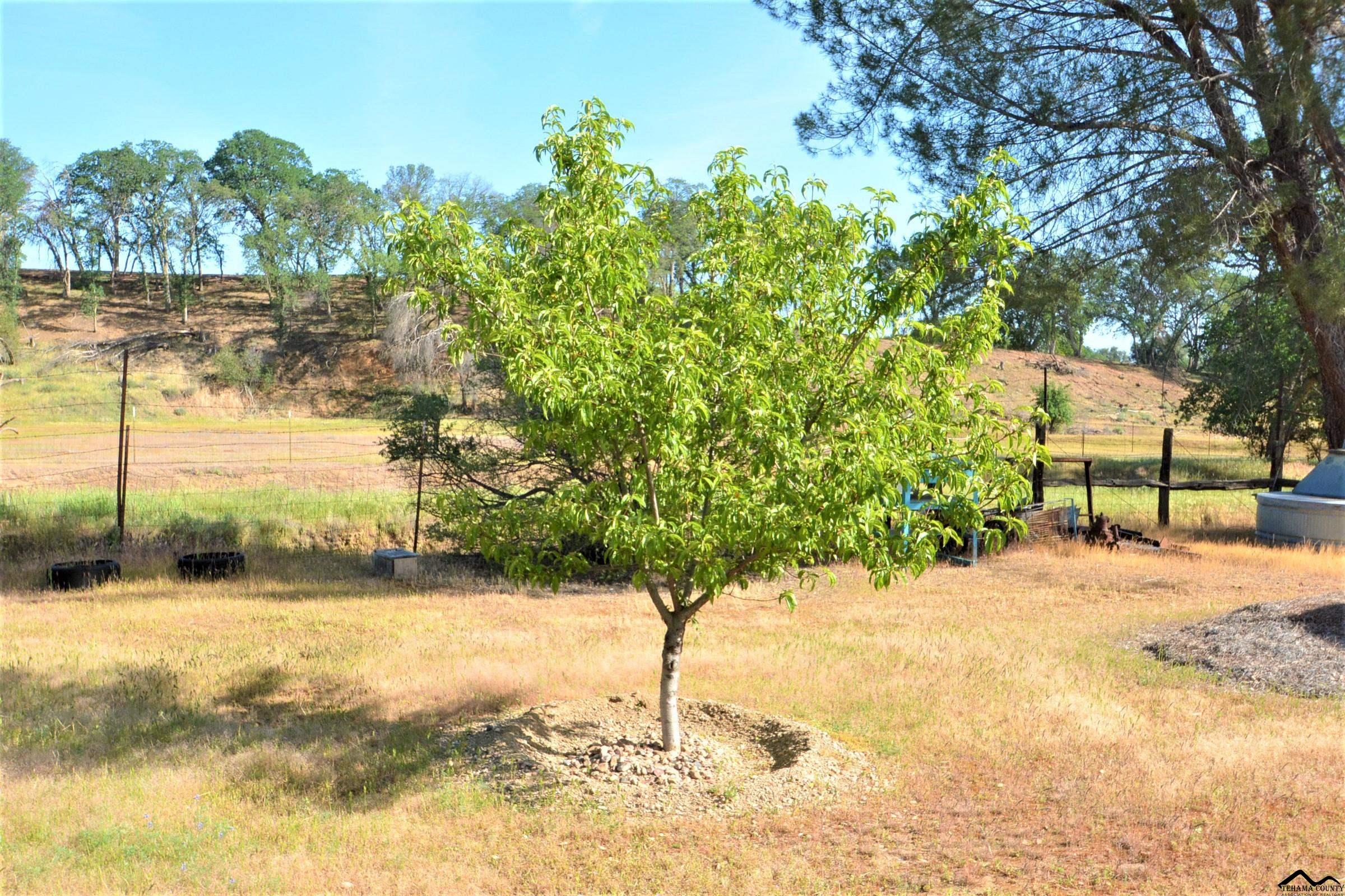 18920 Live Oak Road Red Bluff, CA 96080 - Photo 9 of 21