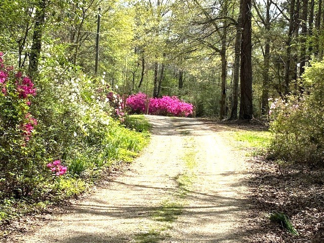37 Adron Boyd Road Tylertown, MS 39667 - Photo 11 of 60 Photo 10