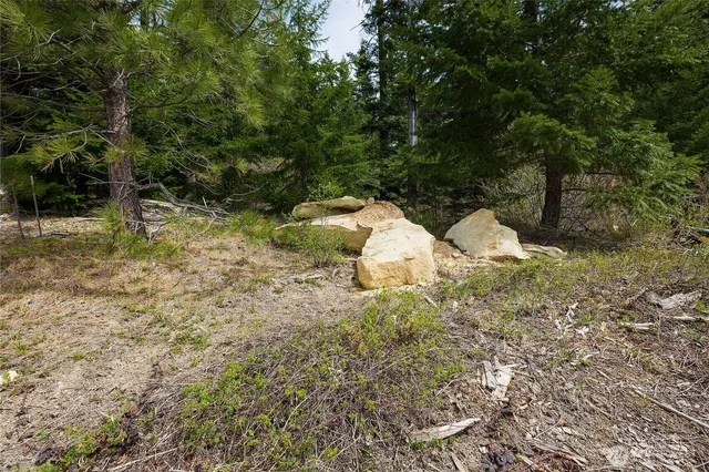 a view of a tree in a yard
