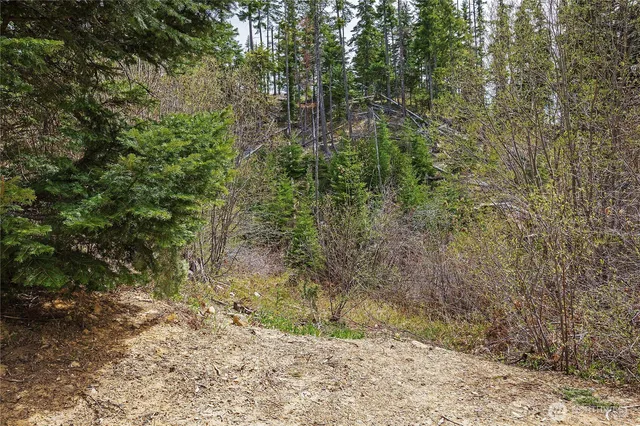 a view of a yard with large trees