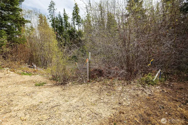 a view of a yard with trees