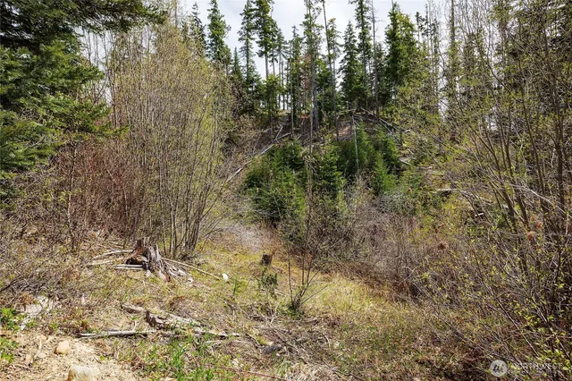 a view of a forest with large trees