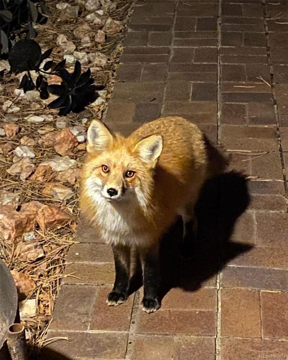 21191 Pleasant Park Road Conifer, CO 80433 - Photo 19 of 44