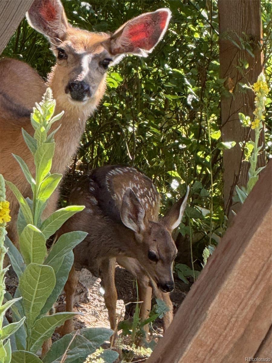 21191 Pleasant Park Road Conifer, CO 80433 - Photo 7 of 44 a view of a flower