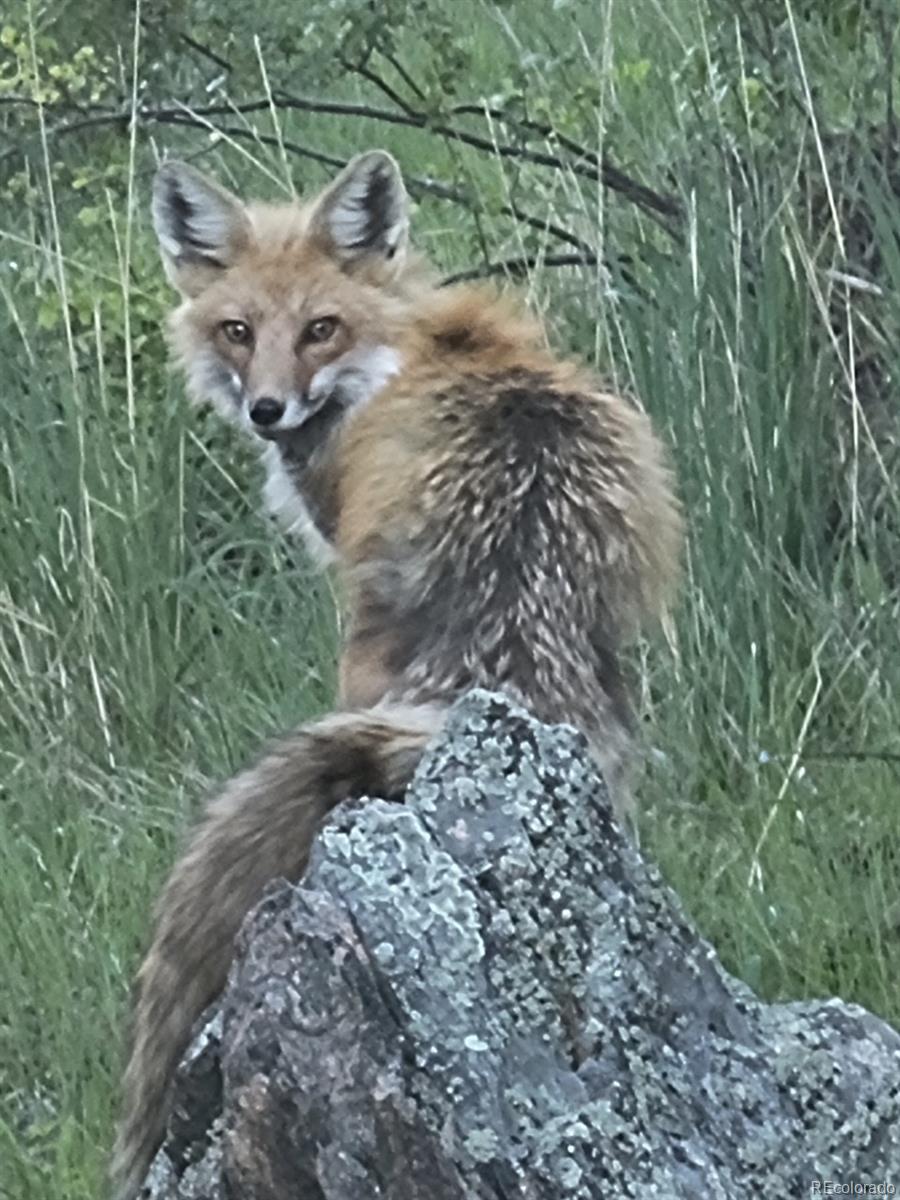 21191 Pleasant Park Road Conifer, CO 80433 - Photo 8 of 44