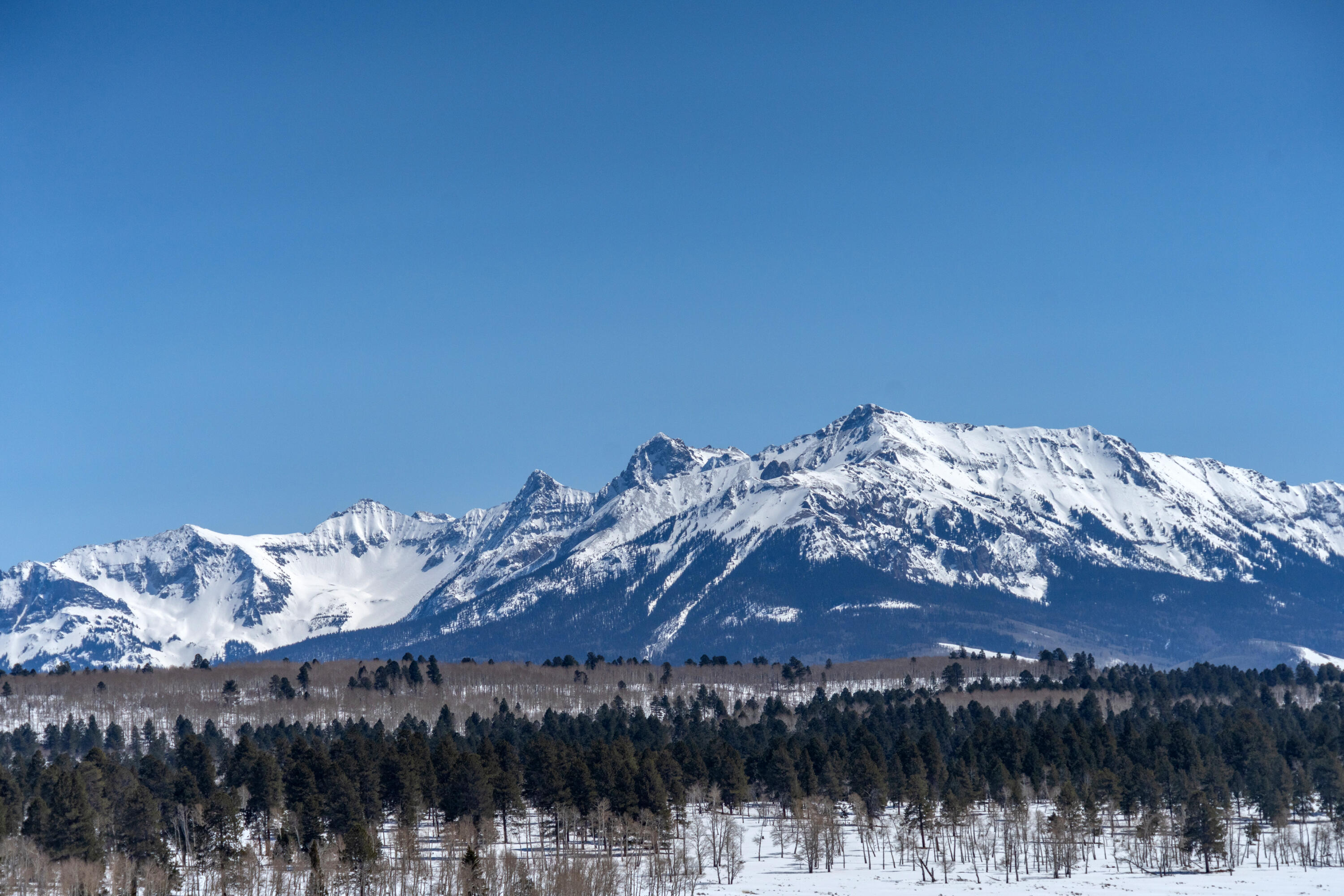 Tbd McKenzie Springs Road Placerville, CO 81430 - Photo 6 of 9 a view of a with large tree