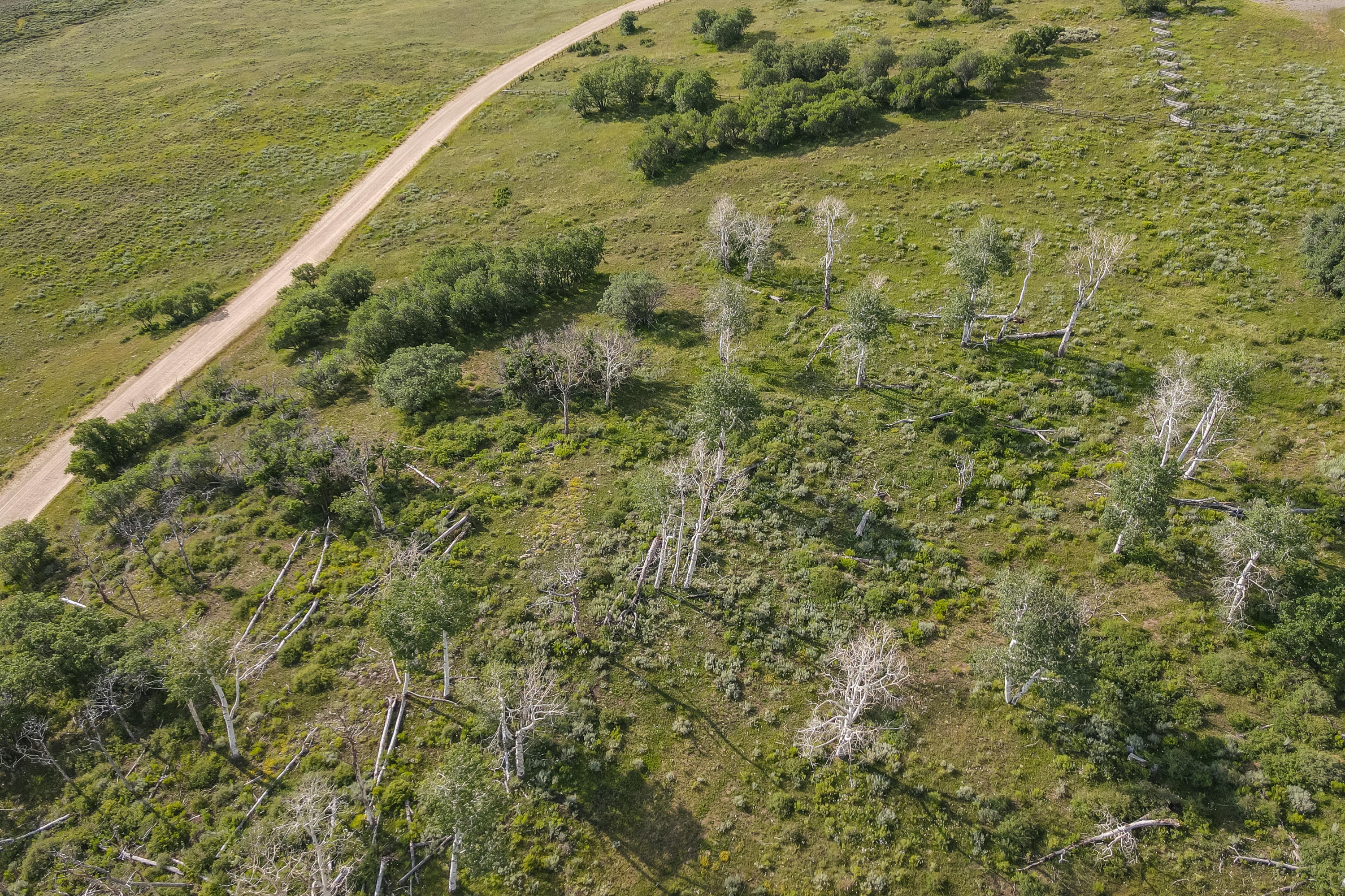 Tbd McKenzie Springs Road Placerville, CO 81430 - Photo 9 of 9 a view of a yard with an outdoor space