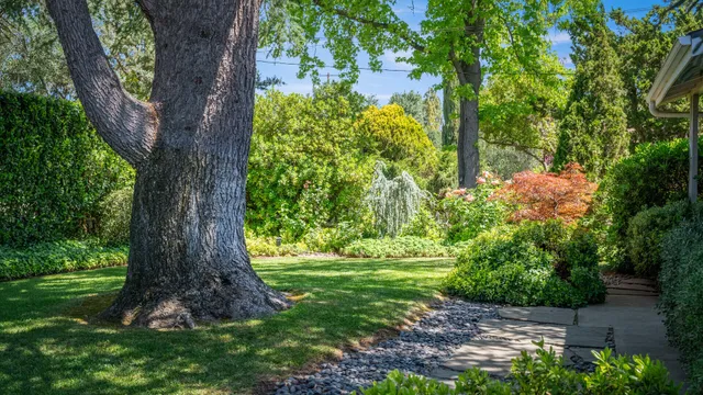 a view of a garden with a tree