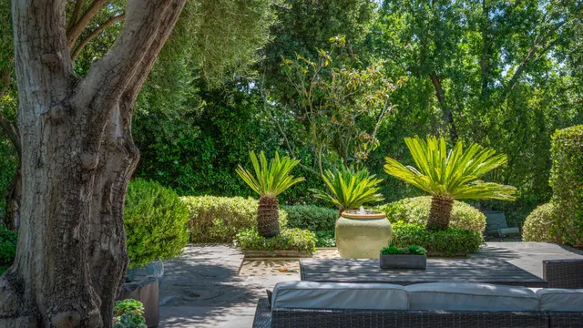 a view of a yard with plants and a large tree