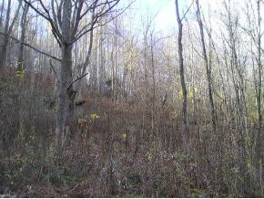 0 Marion Hyder Branch Road Elizabethton, TN 37643 - Photo 5 of 5 Photo 5