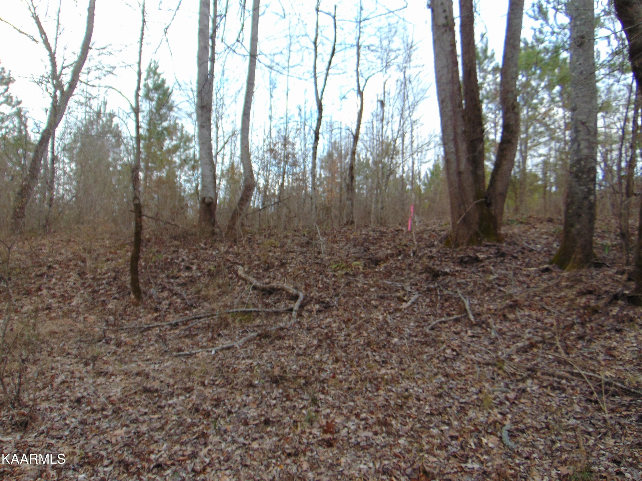 14 Athens Road Calhoun, TN 37309 - Photo 45 of 50 Gallery Image 45