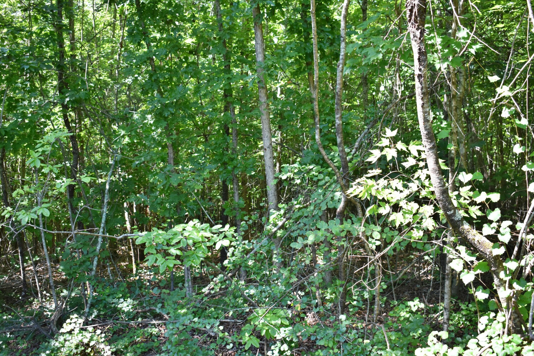 521 Norton Road Philadelphia, TN 37846 - Photo 20 of 42