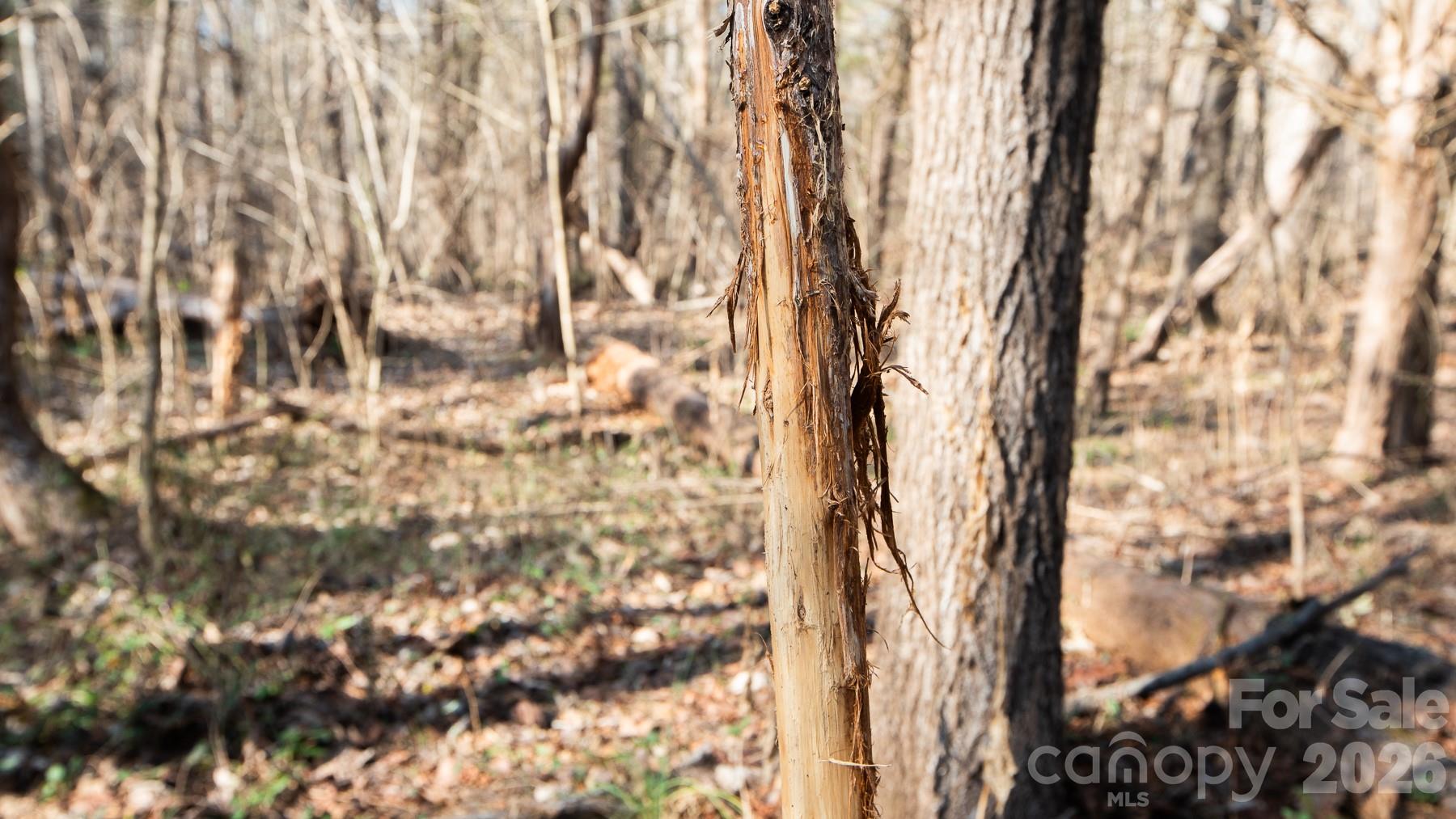 530 Upright Road Mount Ulla, NC 28125 - Photo 40 of 48 a picture of a tree