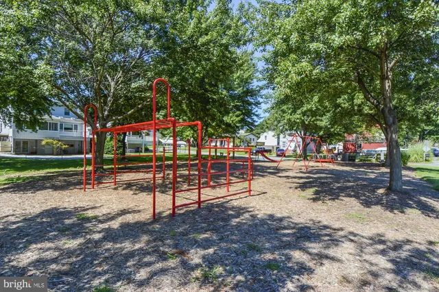 a park with large trees