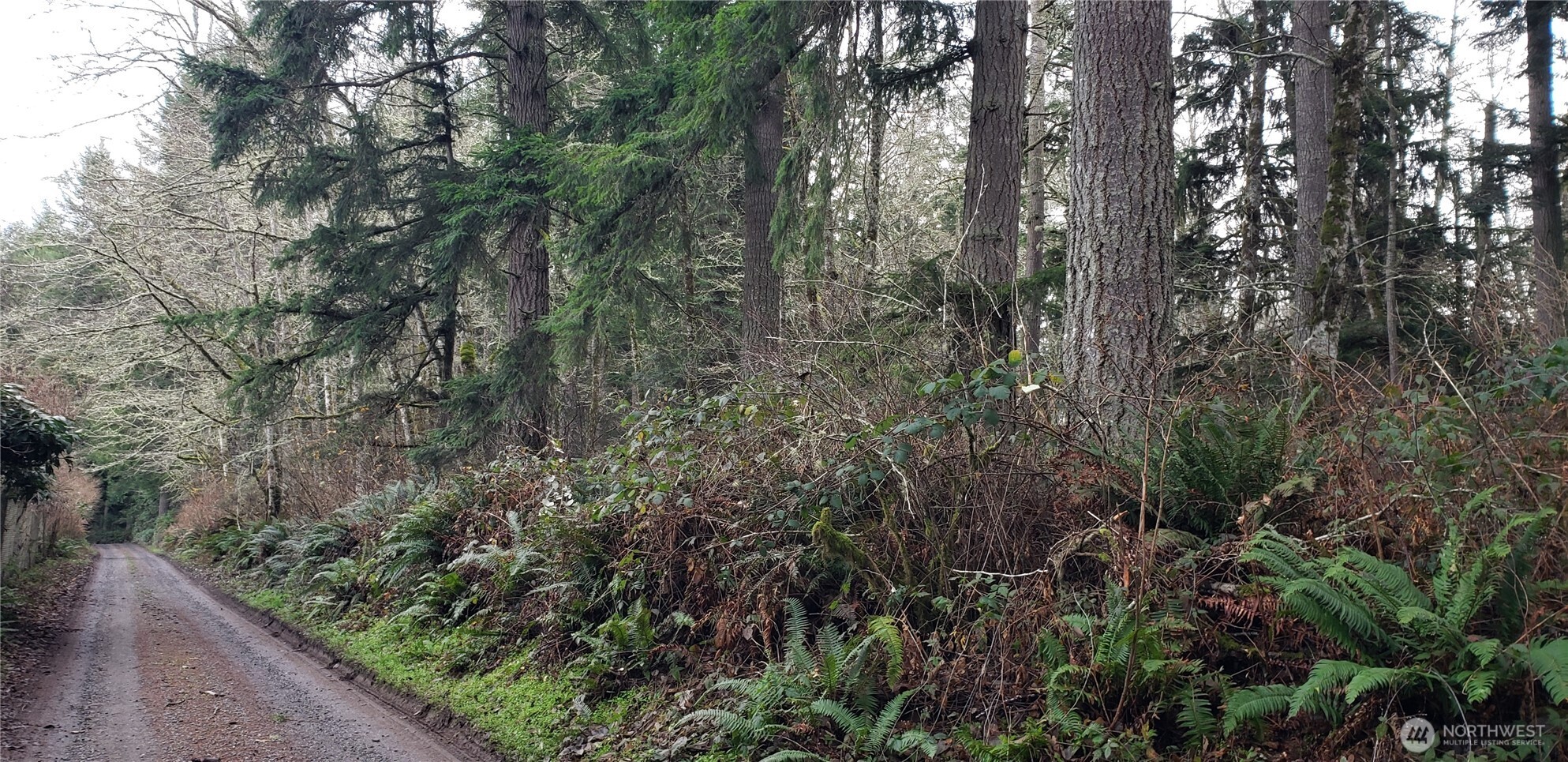 104 Northeast State Highway 104 Poulsbo, WA 98370 - Photo 11 of 34 a view of a forest with trees