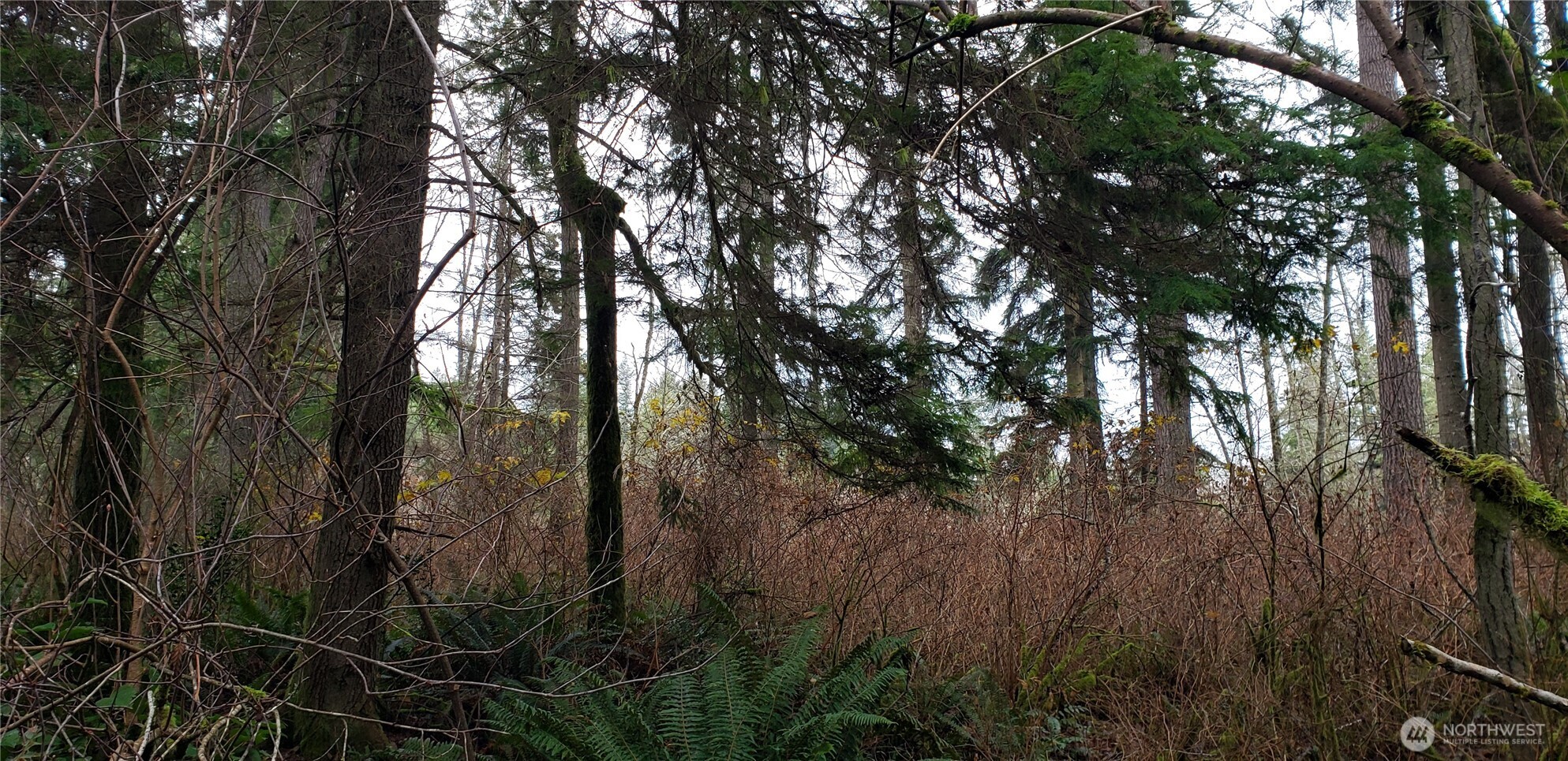 104 Northeast State Highway 104 Poulsbo, WA 98370 - Photo 12 of 34 a view of forest