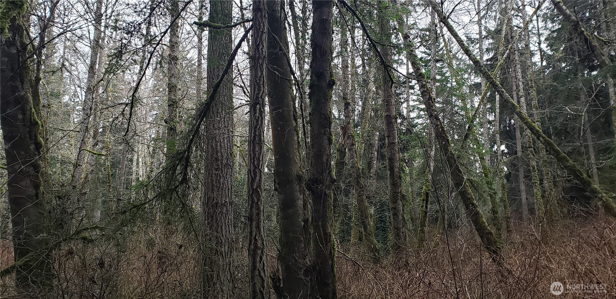 104 Northeast State Highway 104 Poulsbo, WA 98370 - Photo 13 of 34 a view of forest