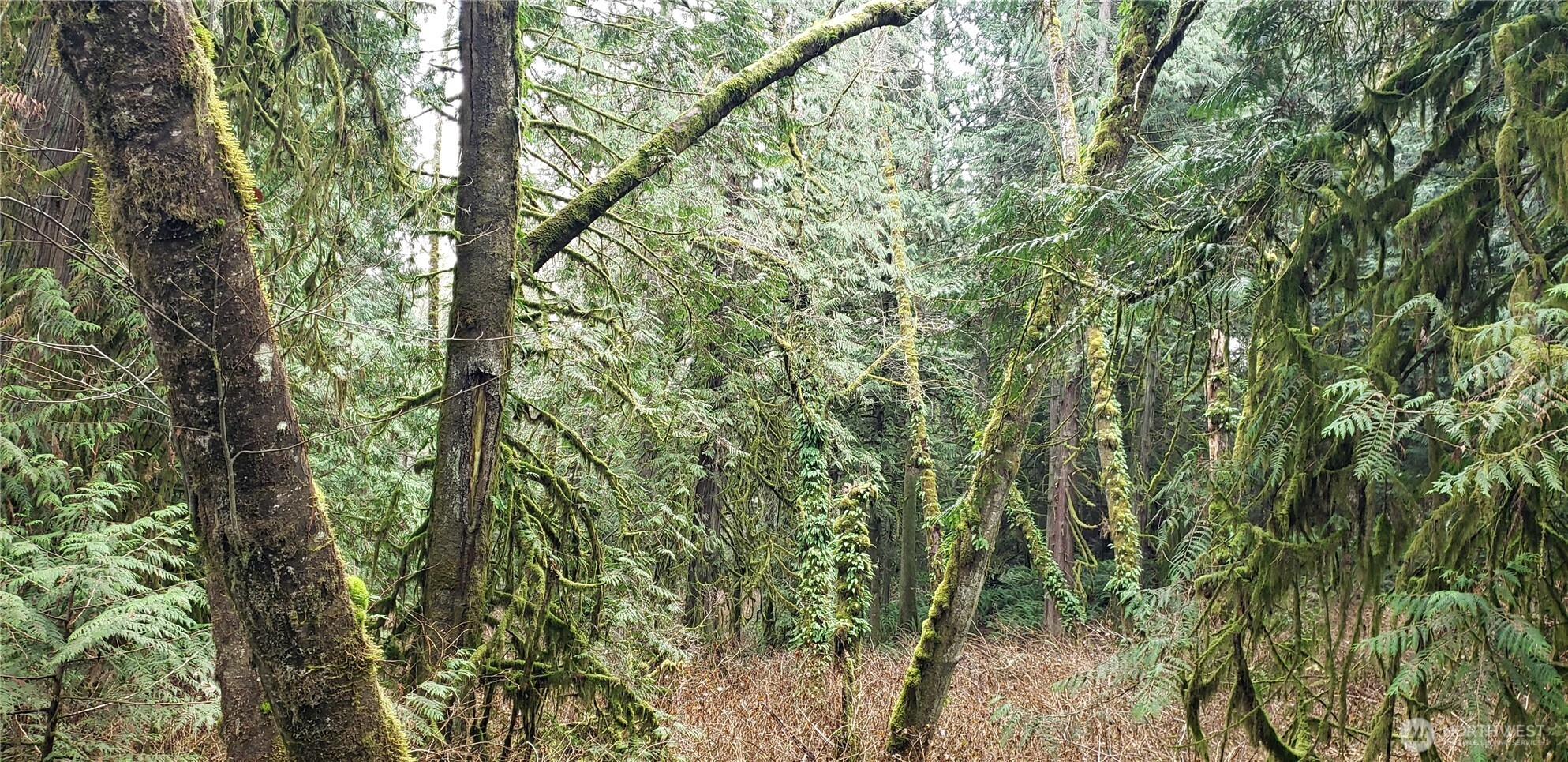 104 Northeast State Highway 104 Poulsbo, WA 98370 - Photo 15 of 34 a view of a yard with a tree