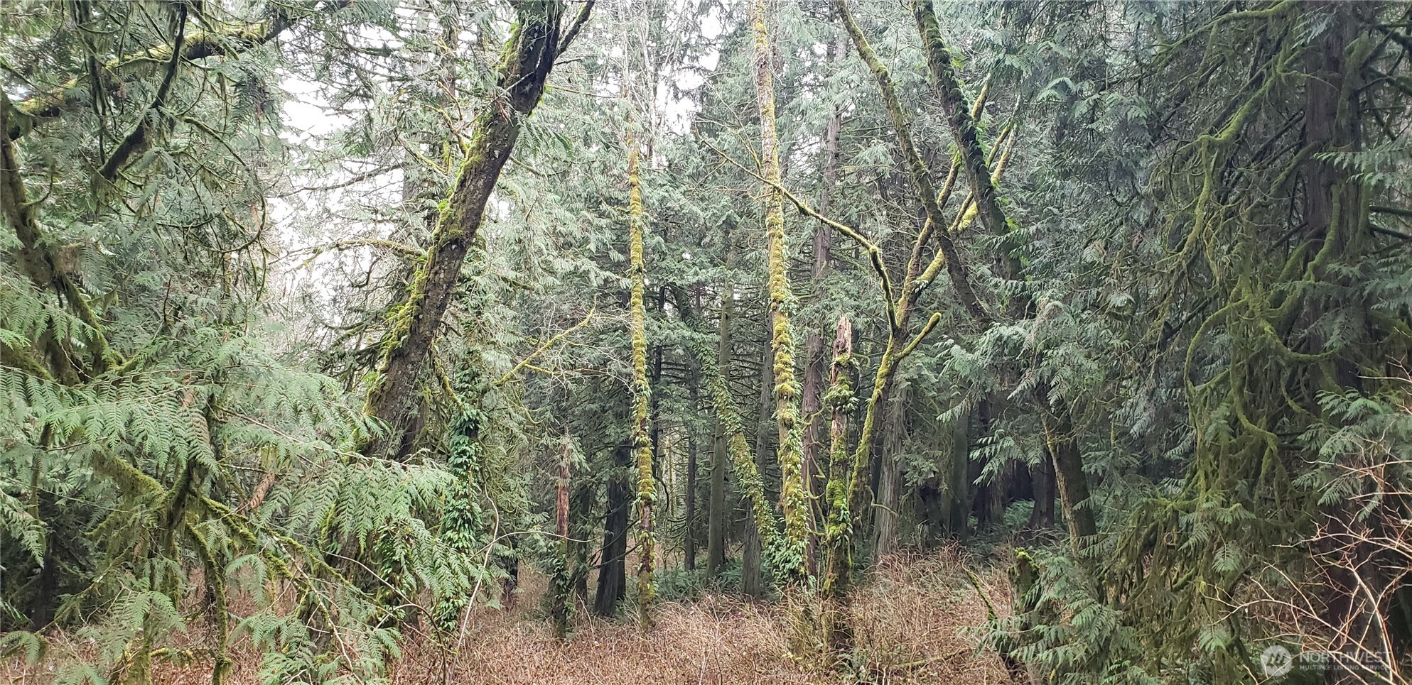 104 Northeast State Highway 104 Poulsbo, WA 98370 - Photo 16 of 34 a view of a forest with lush green forest