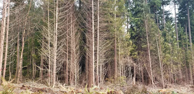 a view of a forest with trees