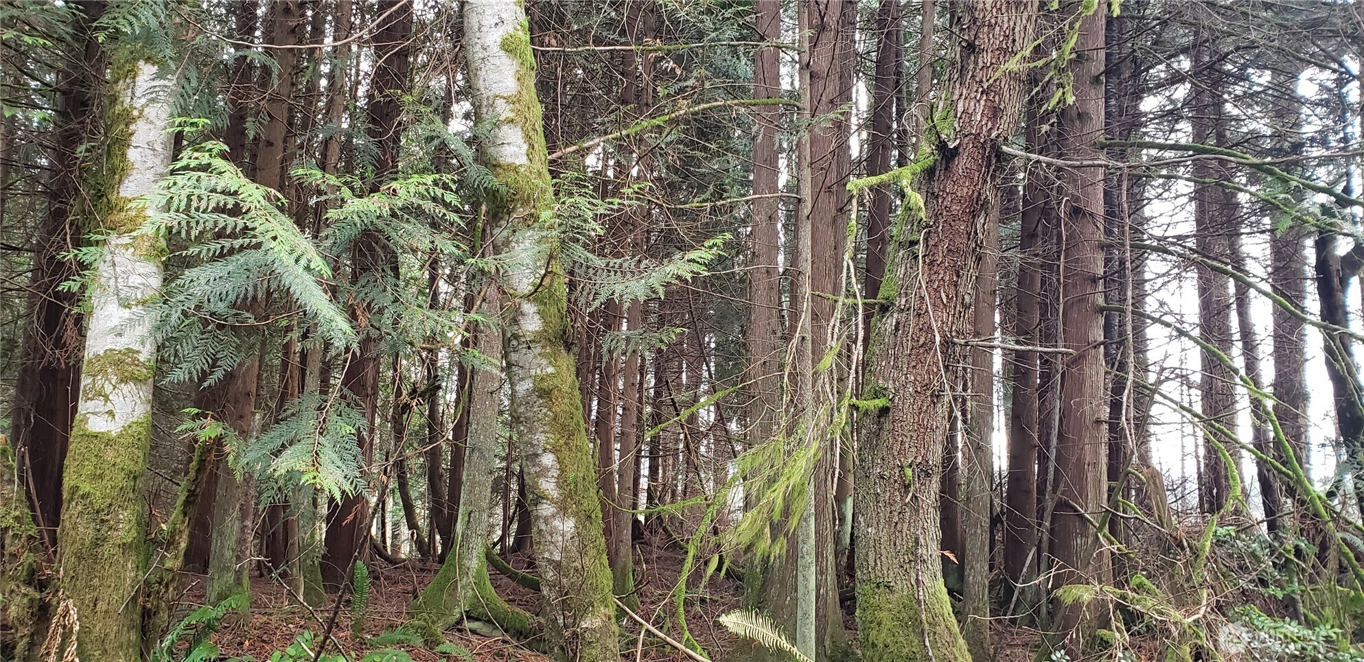 104 Northeast State Highway 104 Poulsbo, WA 98370 - Photo 17 of 34 a view of a forest
