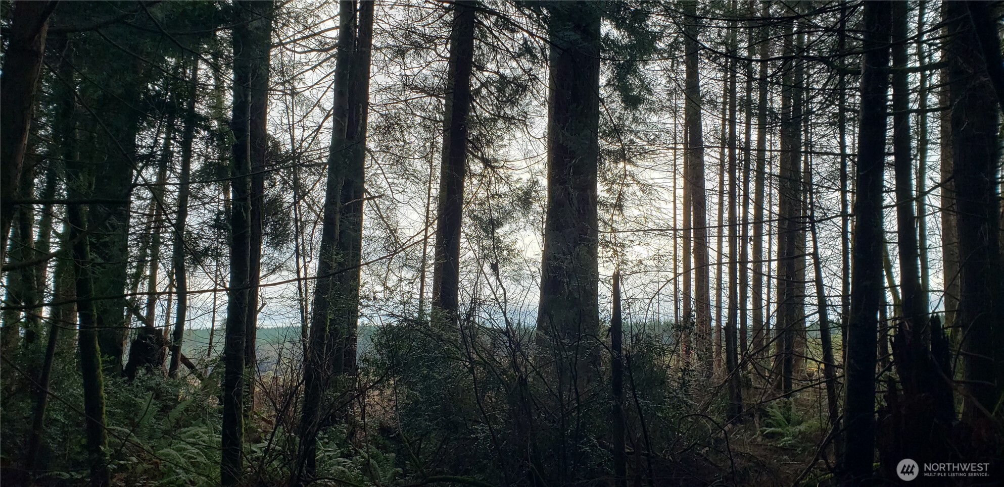 104 Northeast State Highway 104 Poulsbo, WA 98370 - Photo 19 of 34 a view of trees