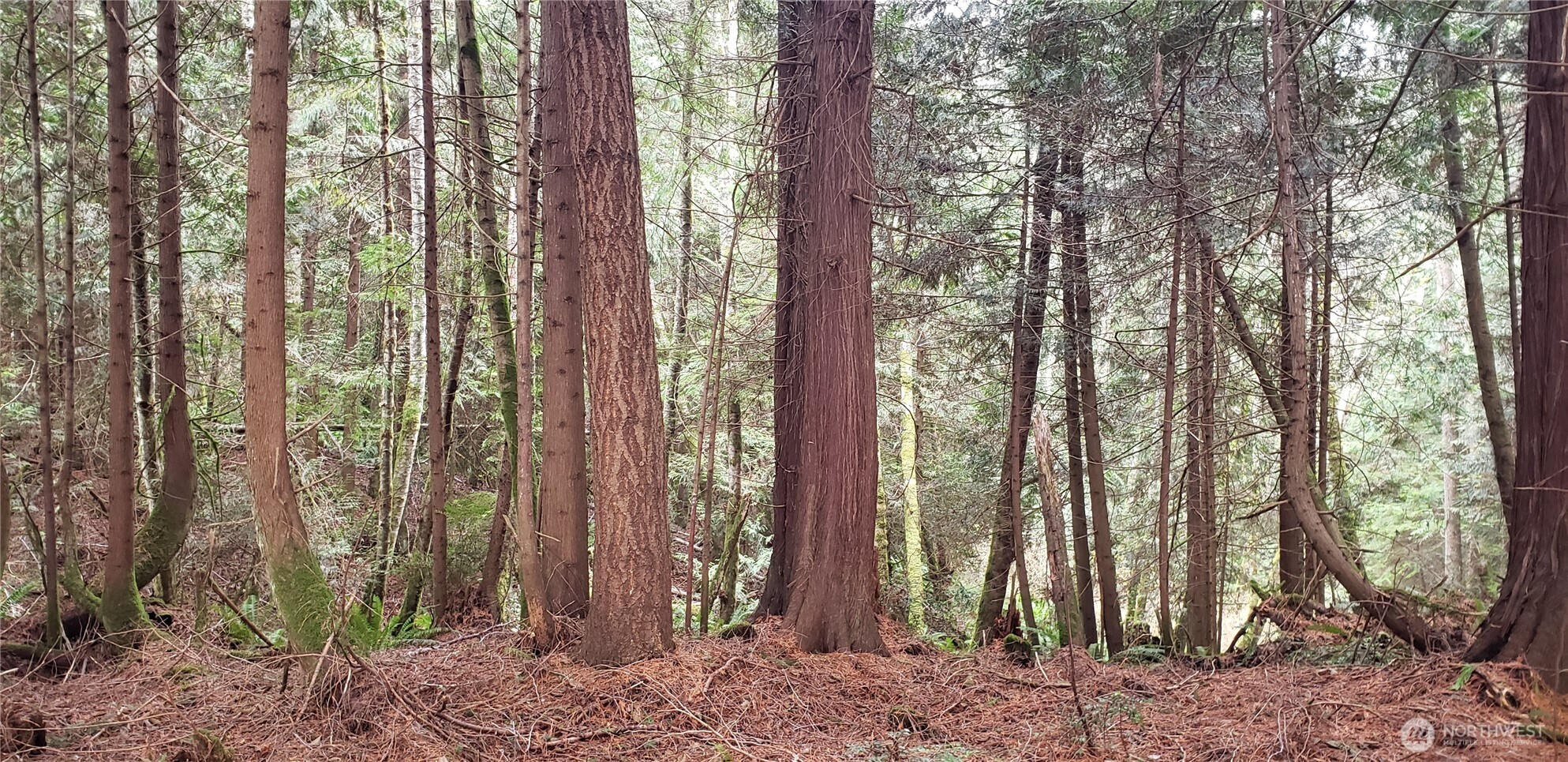 104 Northeast State Highway 104 Poulsbo, WA 98370 - Photo 20 of 34 a view of outdoor space with lots of trees