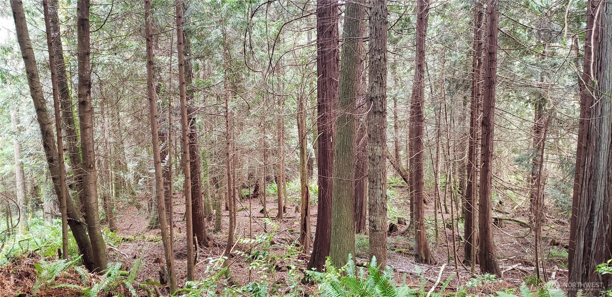 104 Northeast State Highway 104 Poulsbo, WA 98370 - Photo 21 of 34 a view of a forest with trees