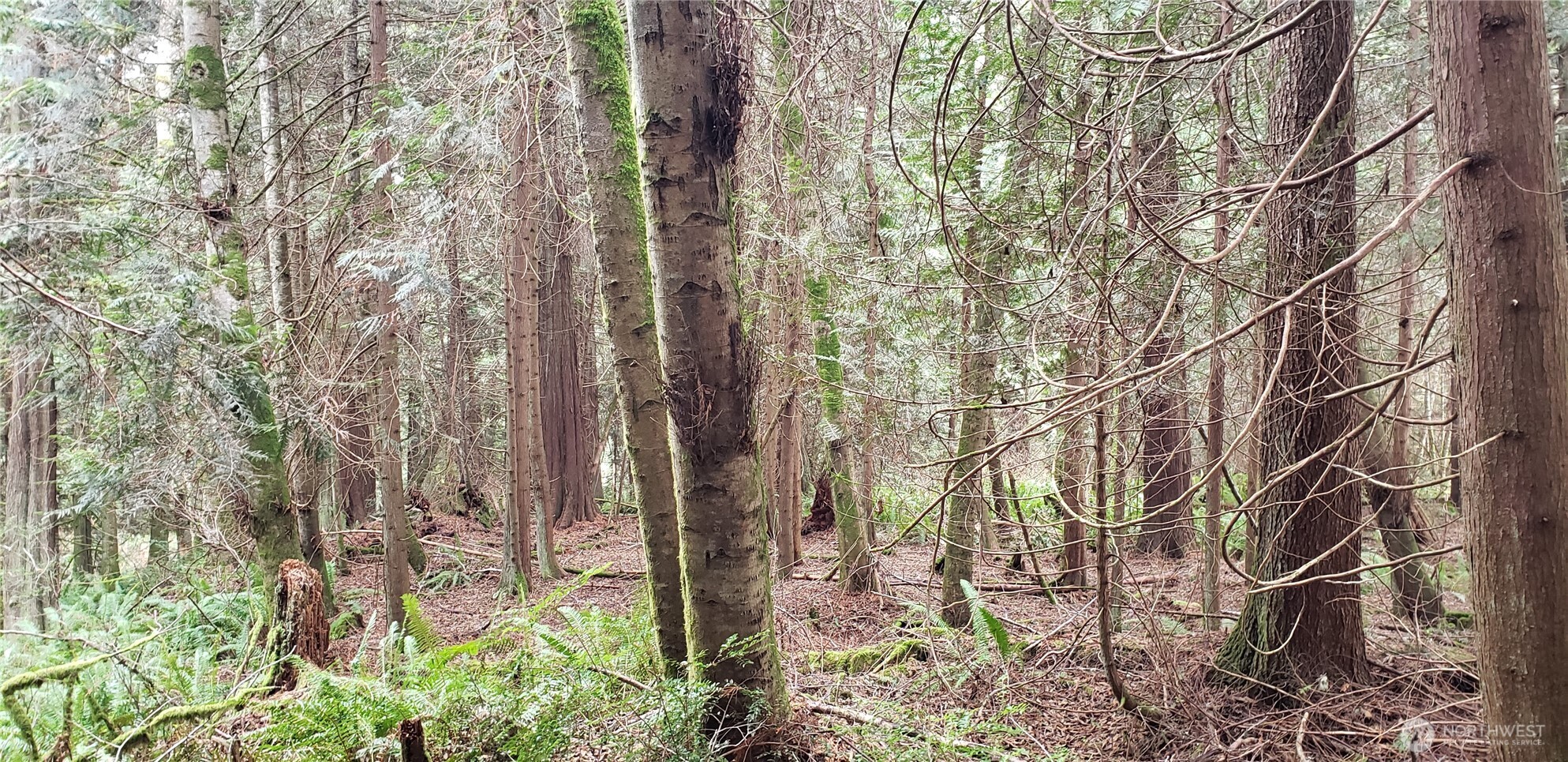 104 Northeast State Highway 104 Poulsbo, WA 98370 - Photo 24 of 34 a backyard of a house with lots of green space and a bench