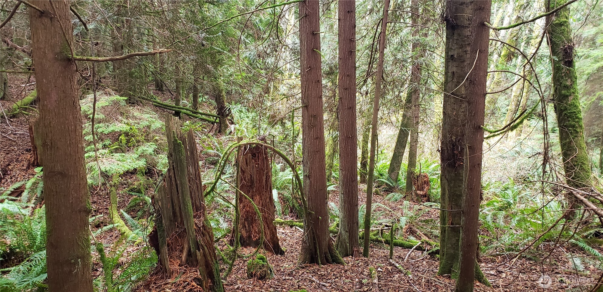 104 Northeast State Highway 104 Poulsbo, WA 98370 - Photo 25 of 34 a view of a forest with large trees