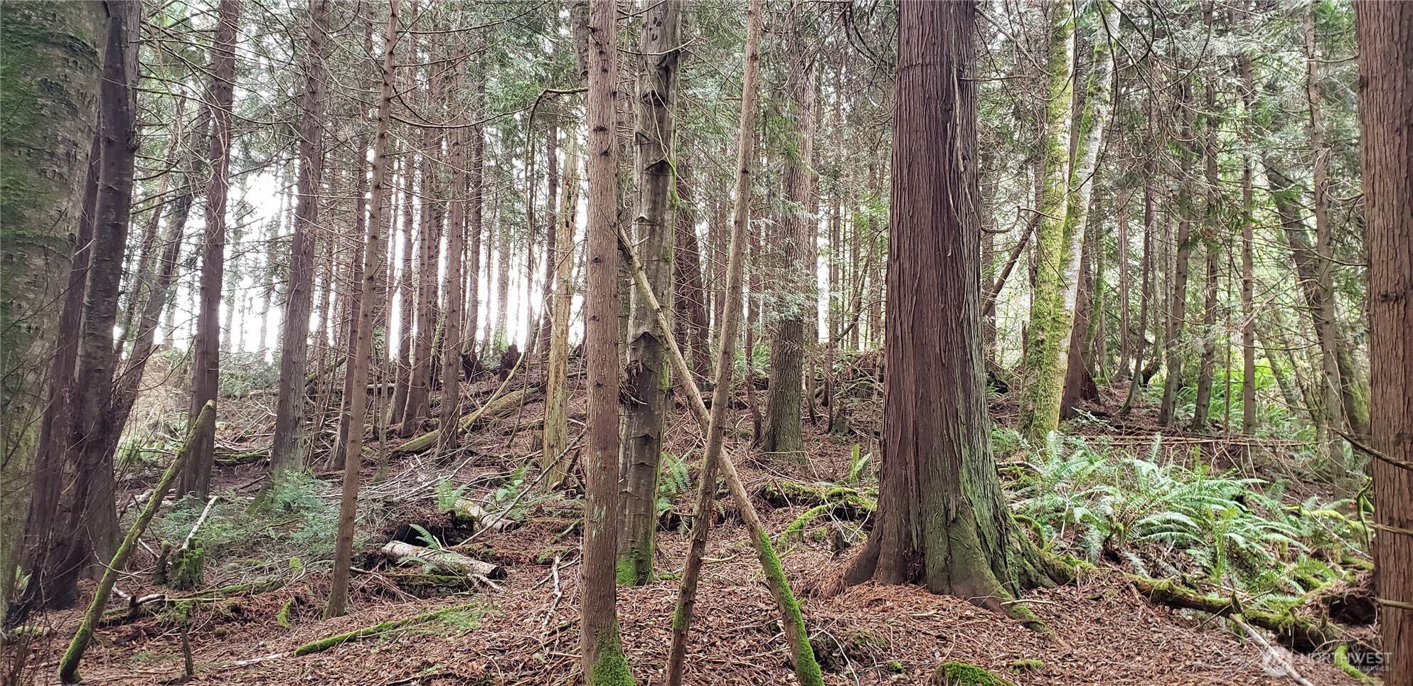 104 Northeast State Highway 104 Poulsbo, WA 98370 - Photo 26 of 34 a view of backyard with green space