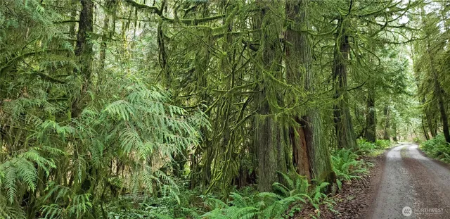 a view of a forest with trees