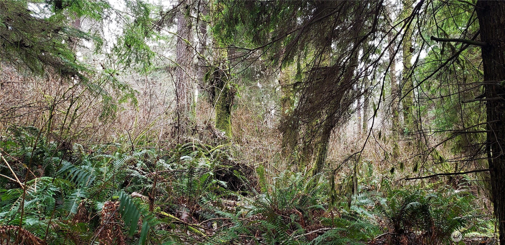 104 Northeast State Highway 104 Poulsbo, WA 98370 - Photo 8 of 34 a view of a yard