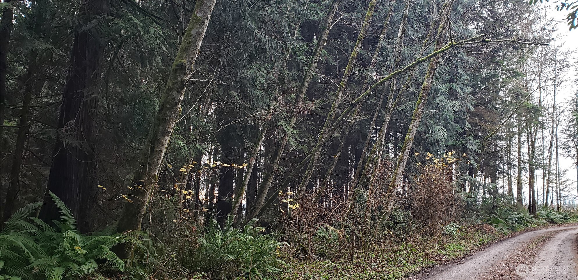 104 Northeast State Highway 104 Poulsbo, WA 98370 - Photo 9 of 34 a view of forest