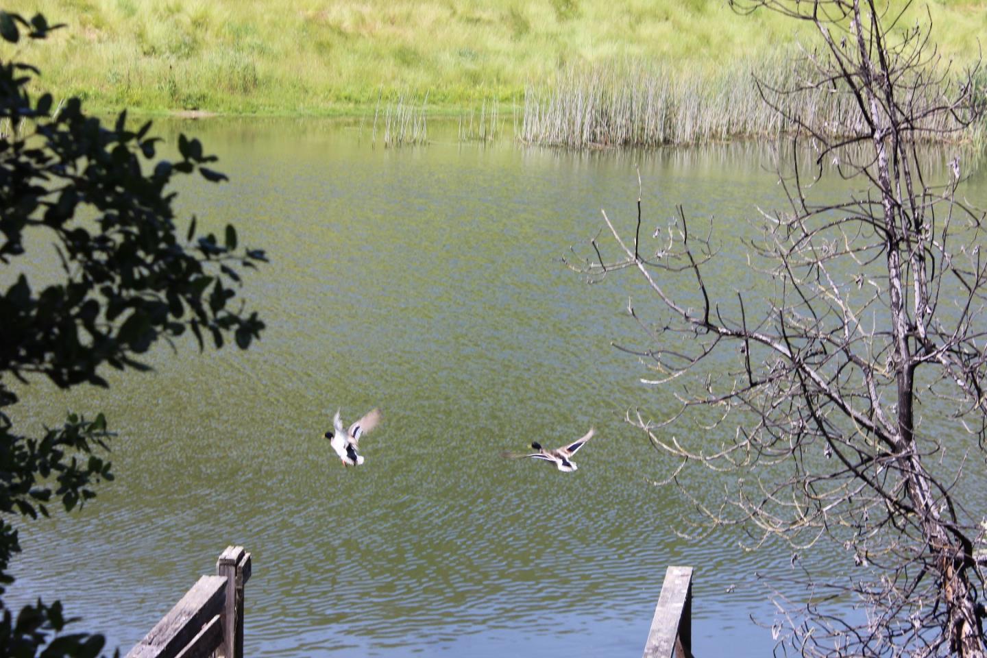 6500 Redwood Retreat Road Gilroy, CA 95020 - Photo 6 of 8 a view of lake