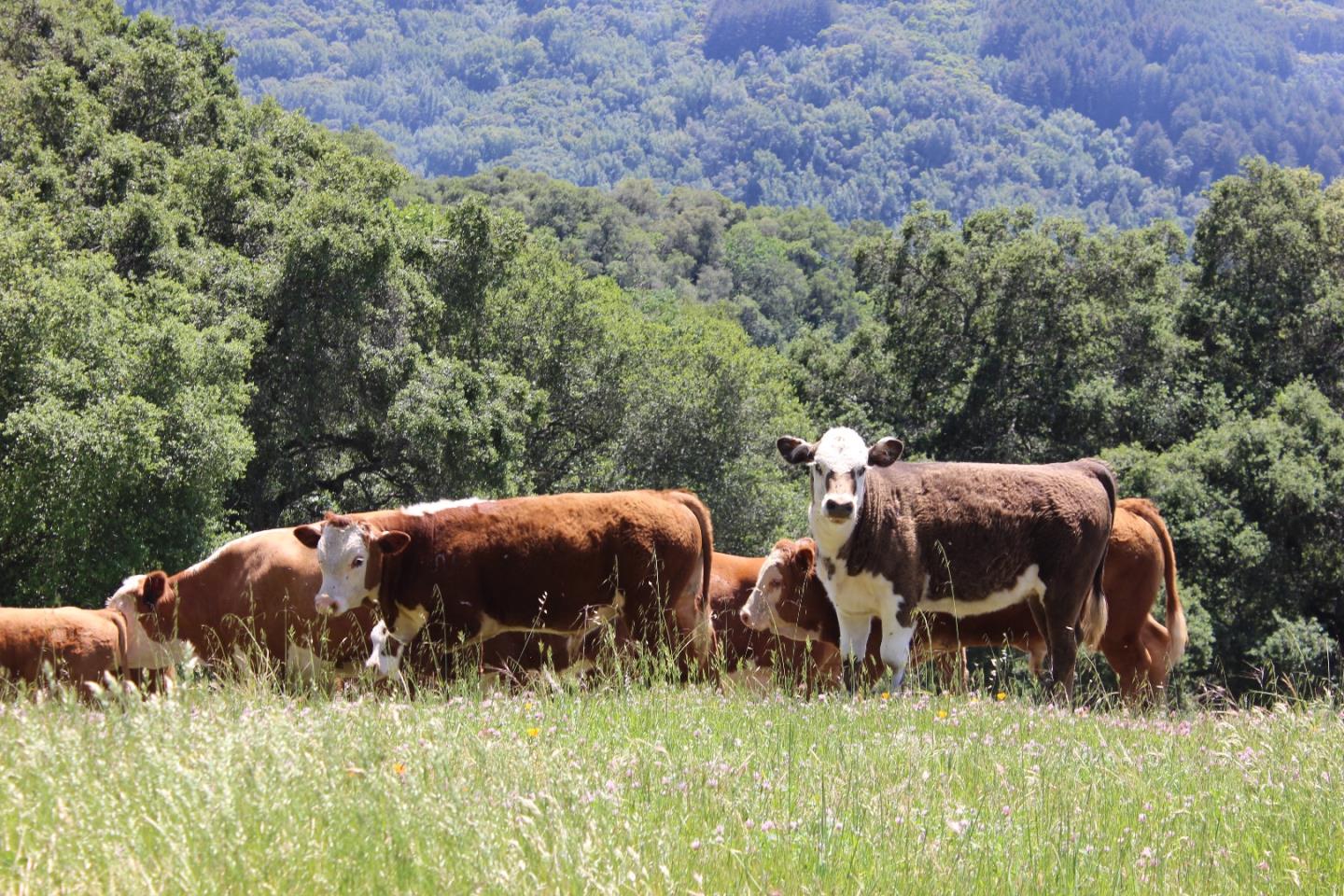 6500 Redwood Retreat Road Gilroy, CA 95020 - Photo 7 of 8 a view of an outdoor space and yard