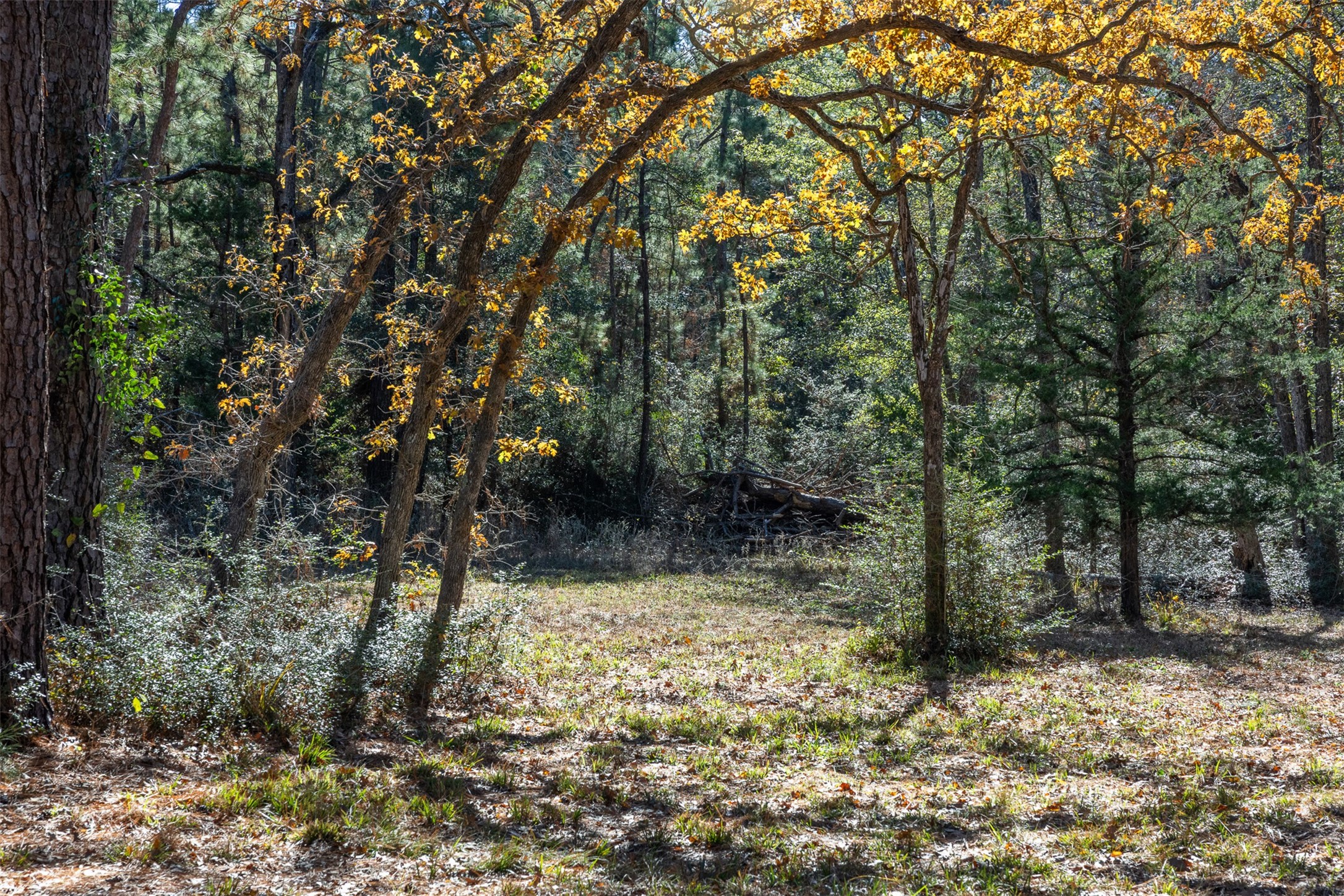 10845 Deer Ridge Road Bedias, TX 77831 - Photo 25 of 40
