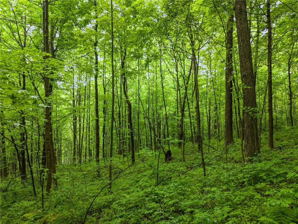 905 Indian Creek Valley Road Normalville, PA 15469 - Photo 37 of 38 a view of lush green forest