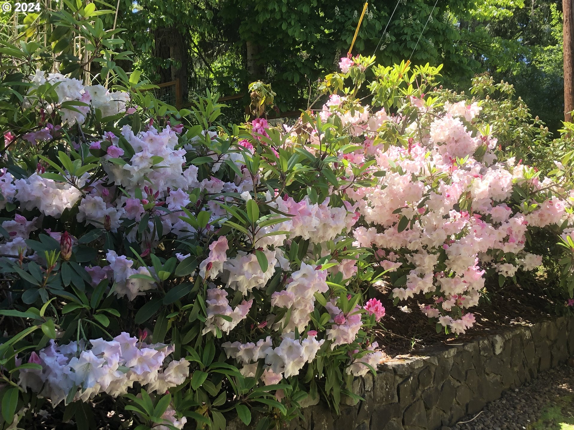 3055 Charnelton Street Eugene, OR 97405 - Photo 41 of 45 a view of flowers