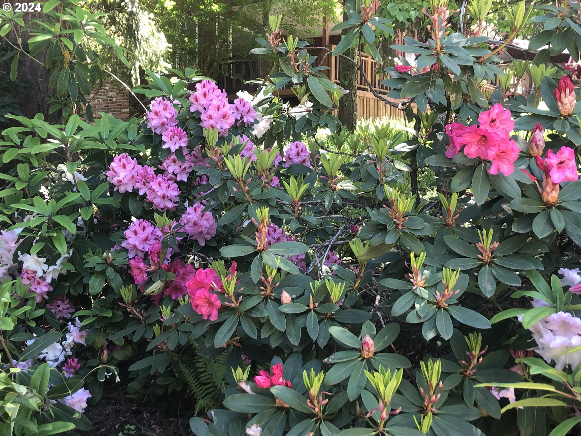 3055 Charnelton Street Eugene, OR 97405 - Photo 42 of 45 a flower view
