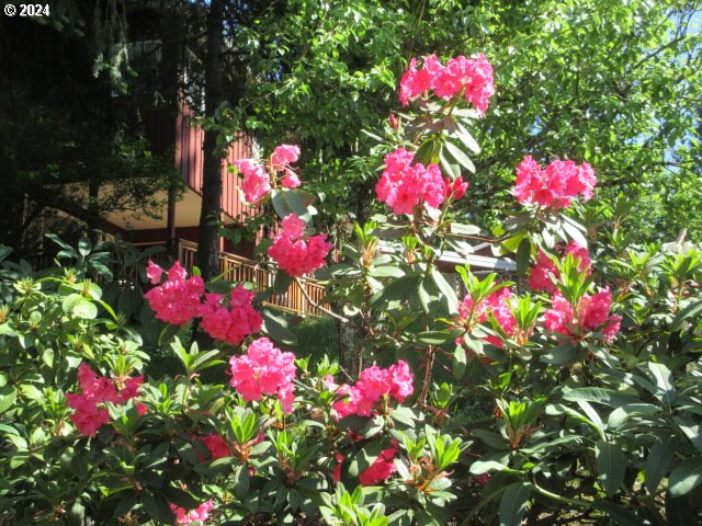3055 Charnelton Street Eugene, OR 97405 - Photo 45 of 45 a flower plants