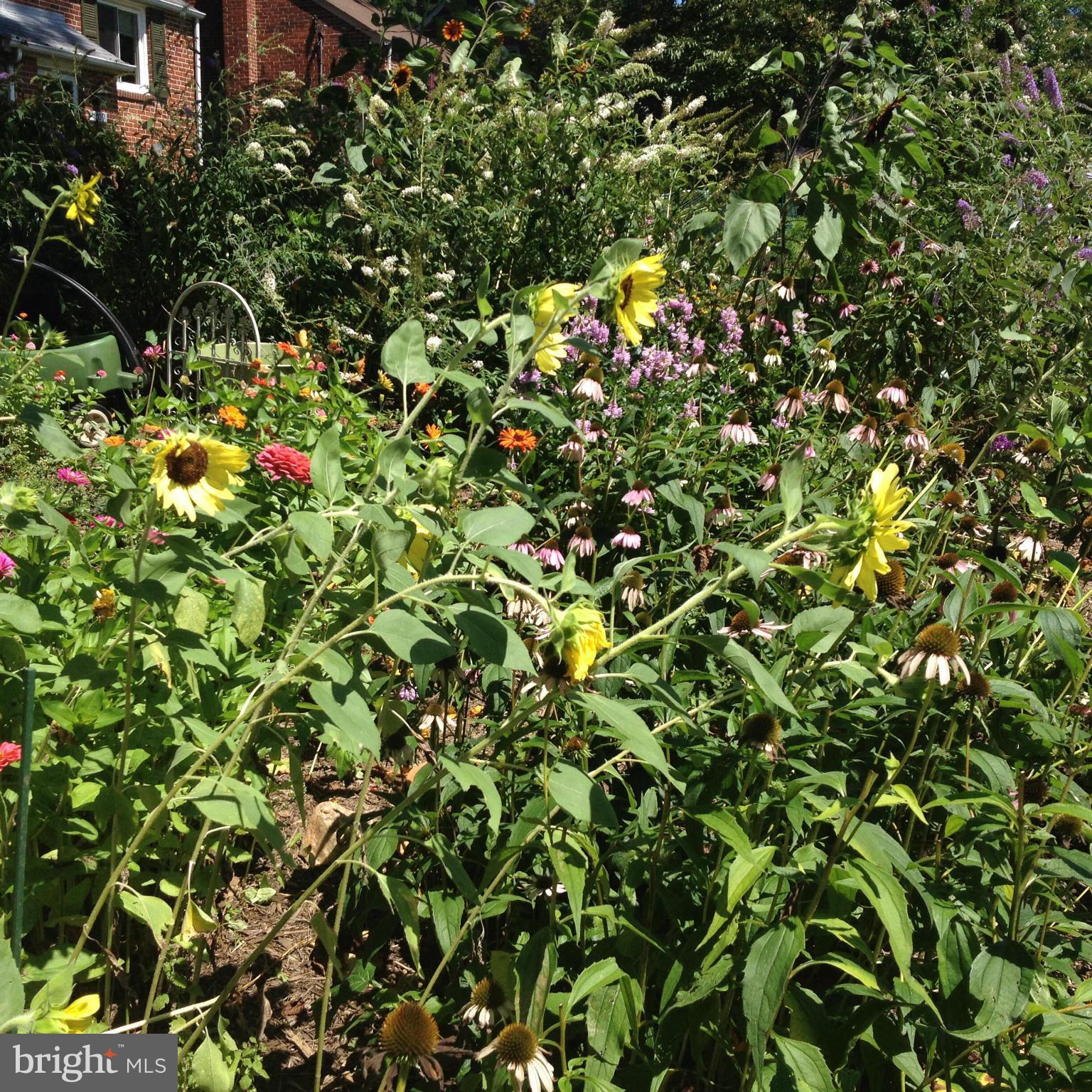 1611 Ballard Street Silver Spring, MD 20910 - Photo 27 of 29 flowers