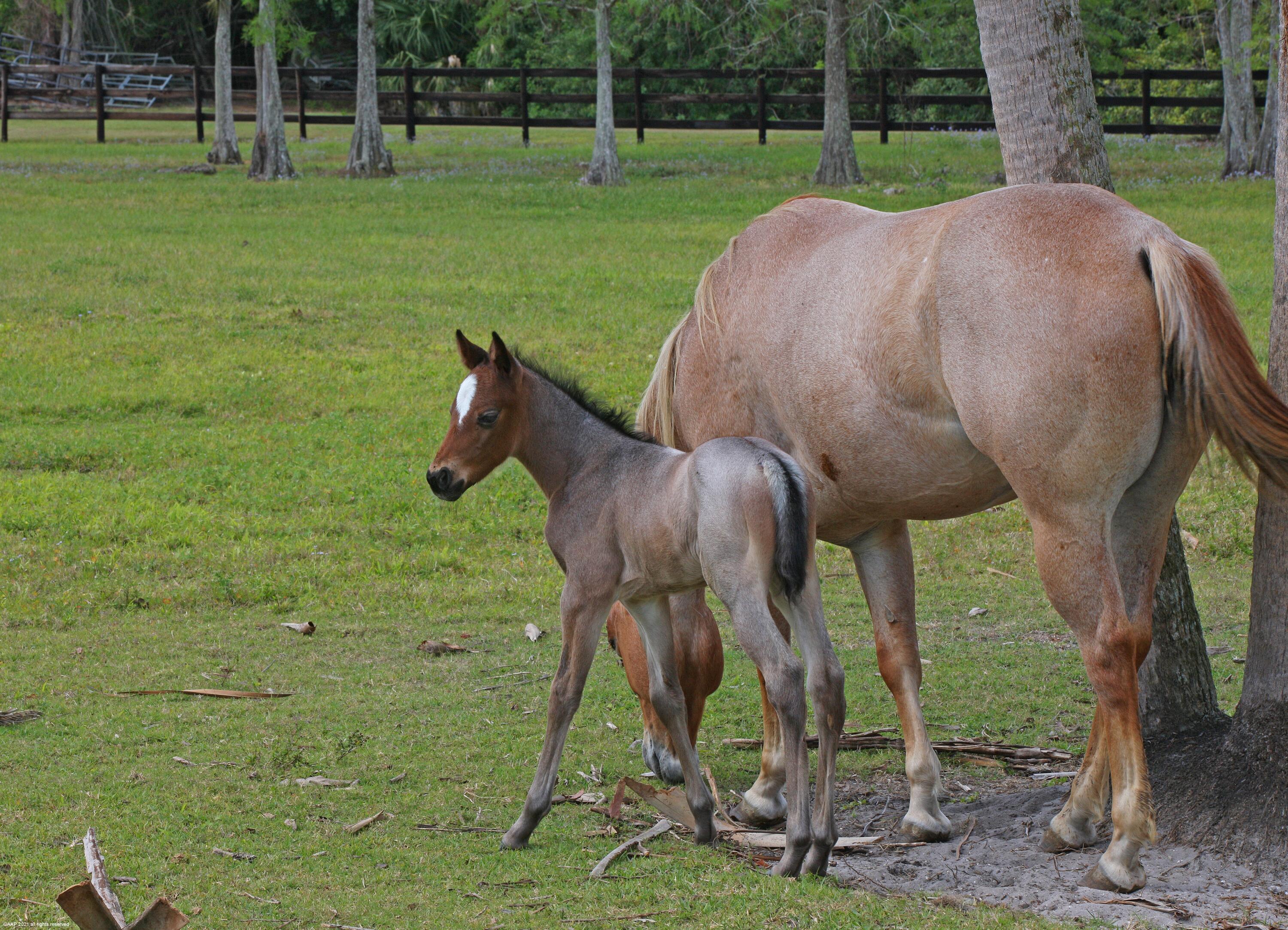 1815 E Road Loxahatchee, FL 33470 - Photo 38 of 40 023