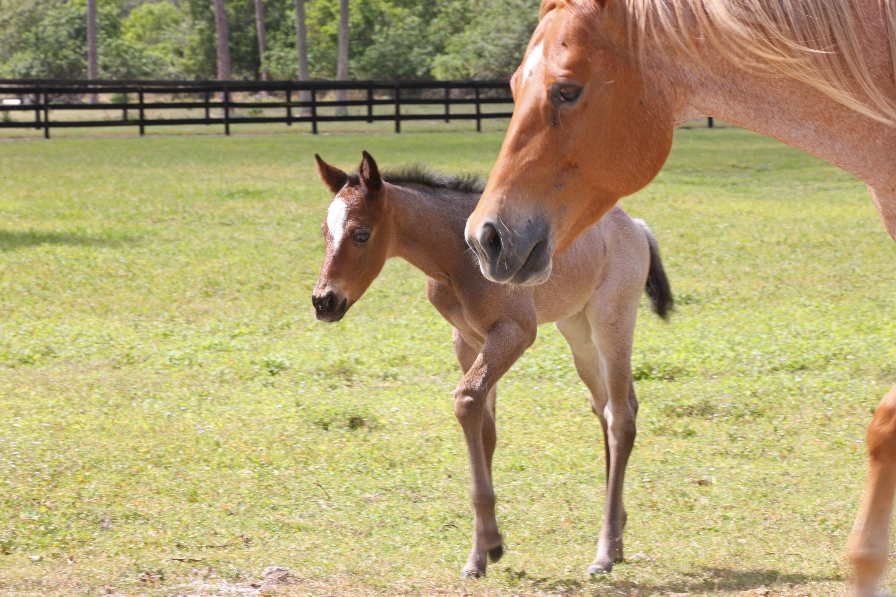 1815 E Road Loxahatchee, FL 33470 - Photo 39 of 40 024