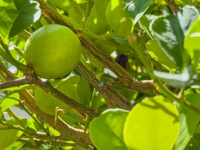 $1,625,000 | 75377 Montecito Drive, Indian Wells, CA 92210