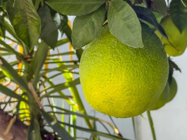 $1,625,000 | 75377 Montecito Drive, Indian Wells, CA 92210