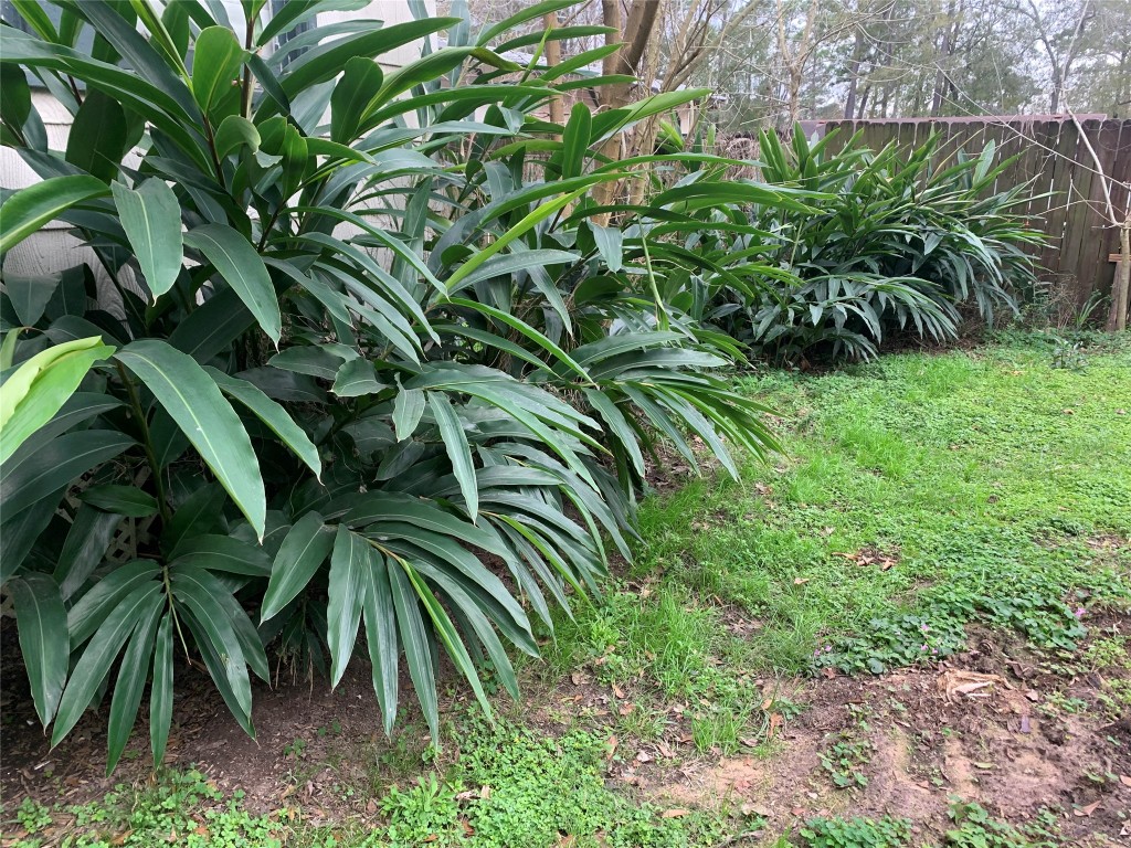 22720 Hudson Road New Caney, TX 77357 - Photo 24 of 40 a close up of a plant in a garden