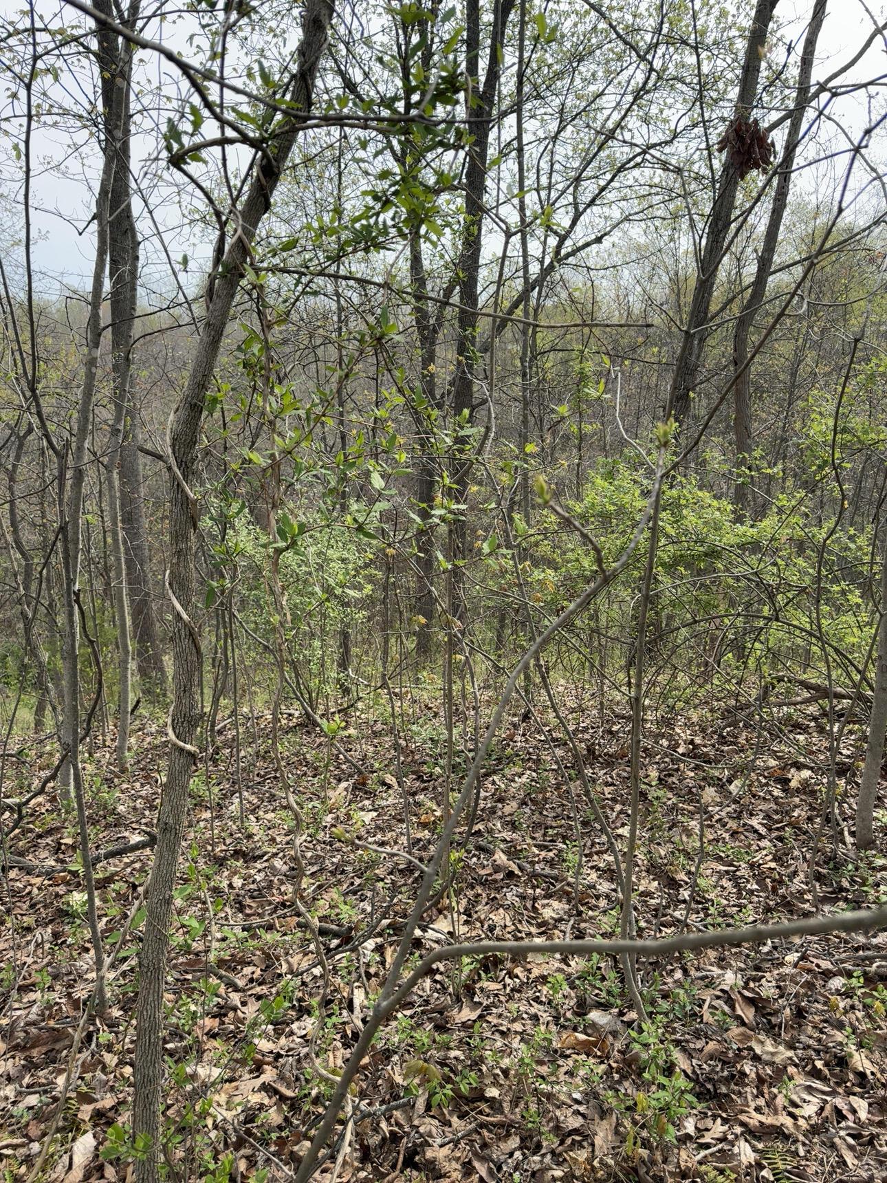 186 Crews Road Patriot, OH 45658 - Photo 25 of 48 IMG_2505