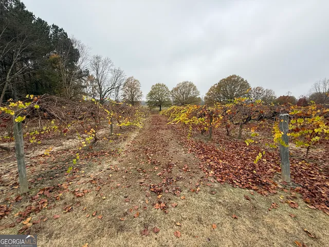 a view of a bunch of trees