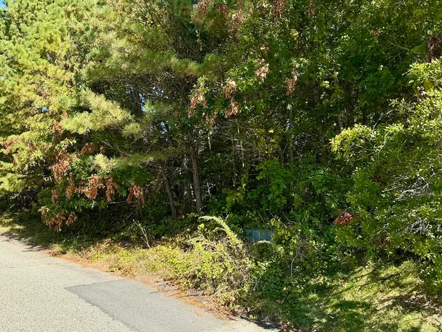 a view of a yard with plants and trees
